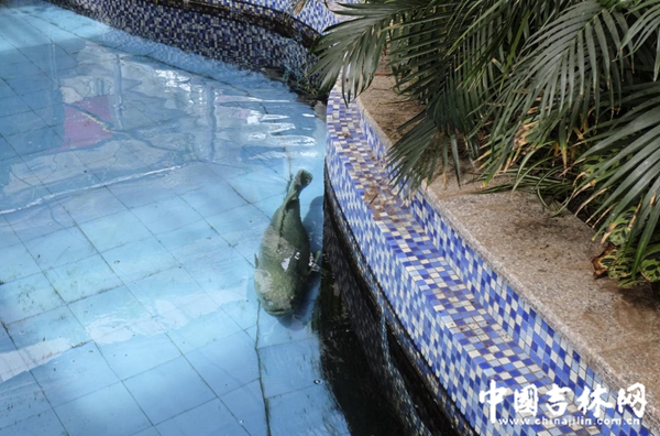 农博园渔业展馆里的巨石斑鱼